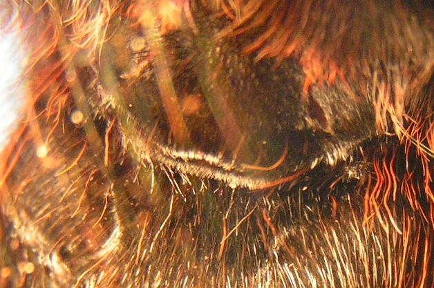 G rosea close-up