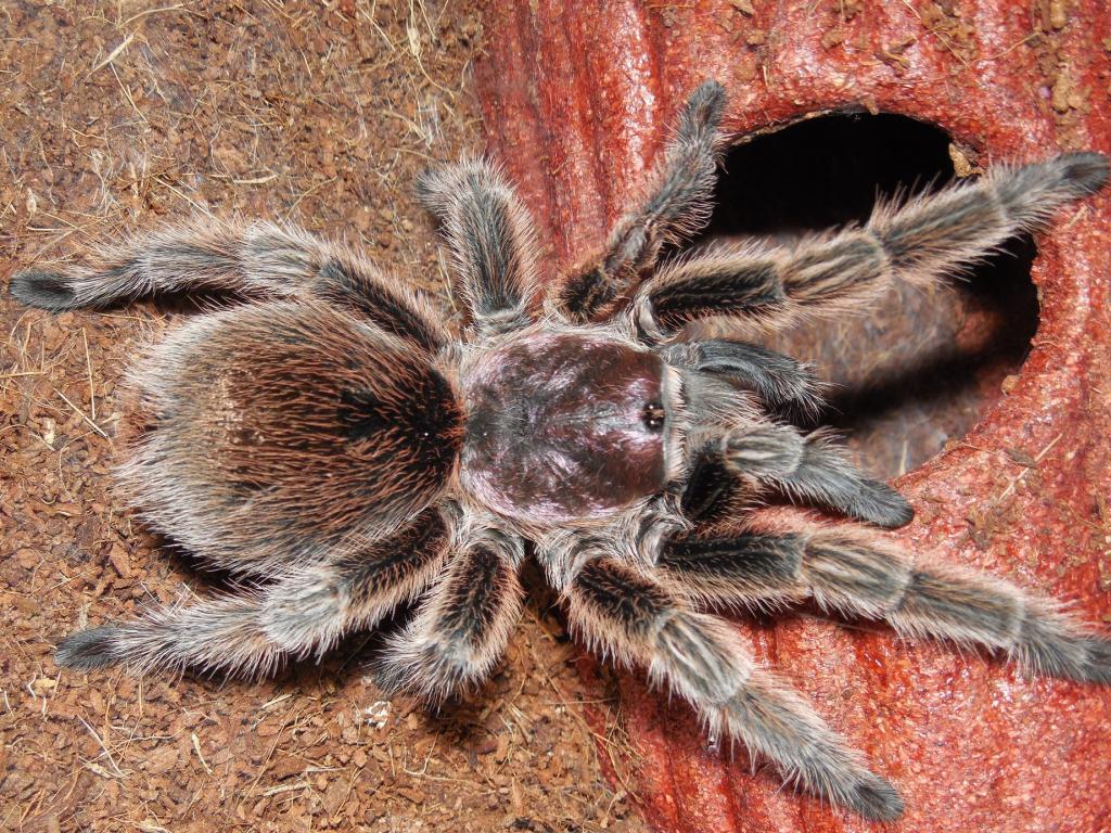 G.Rosea Dexter(MF)