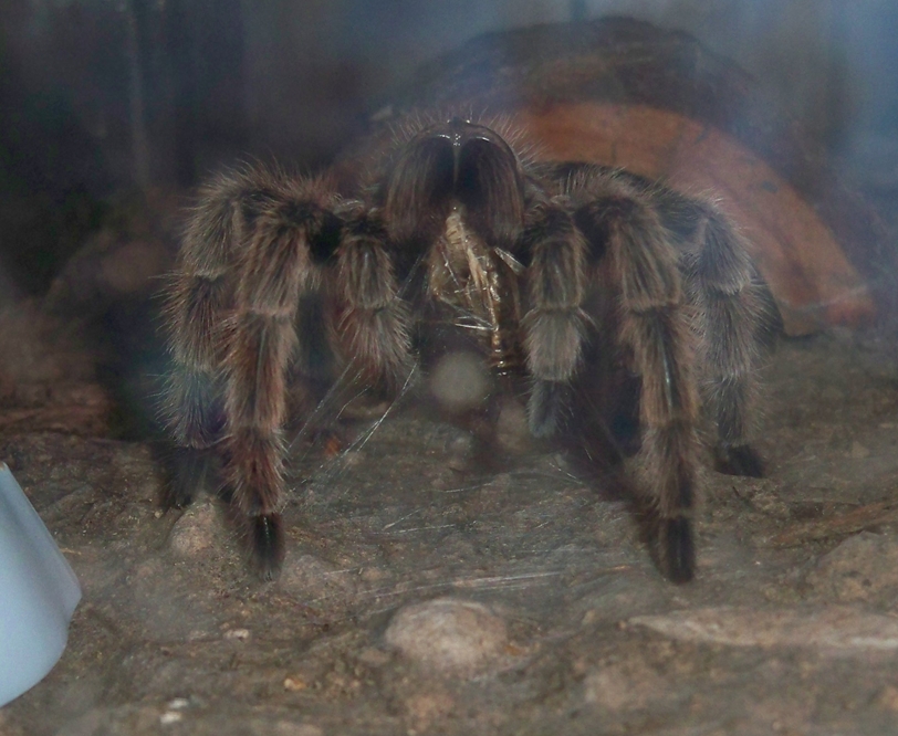 G. Rosea eating