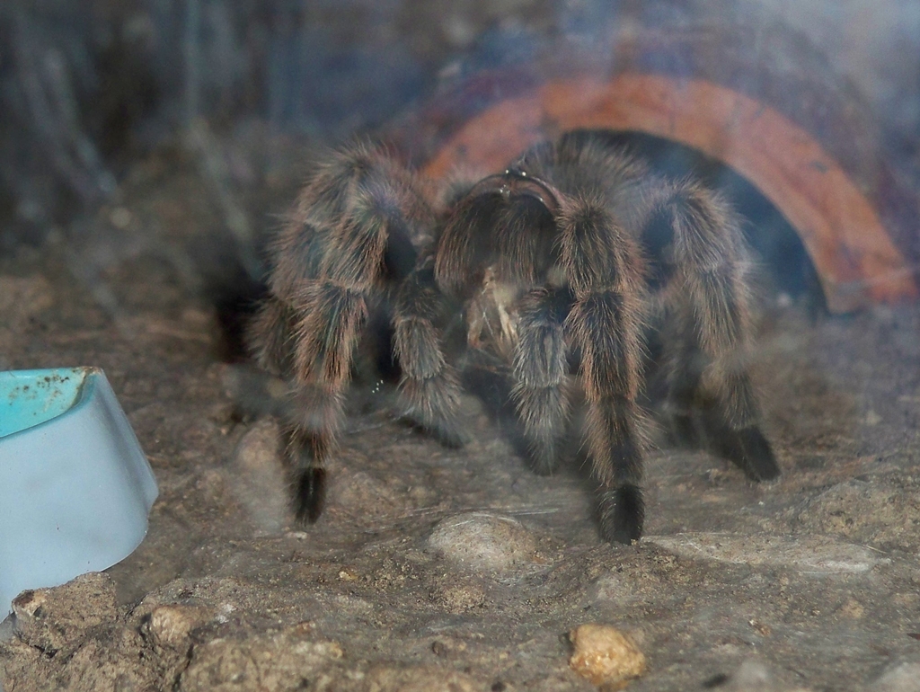 G. Rosea eating