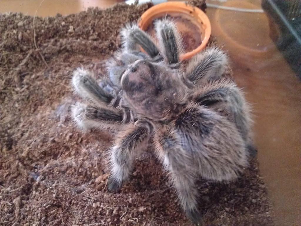 G.rosea feeding