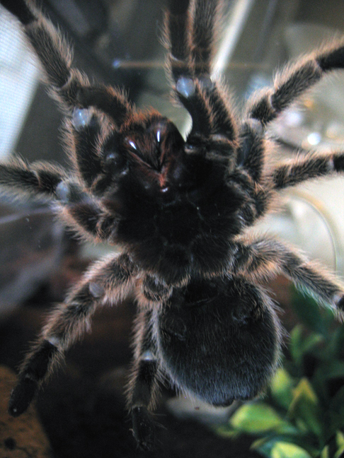 G. Rosea (Female?) - NEW PIC
