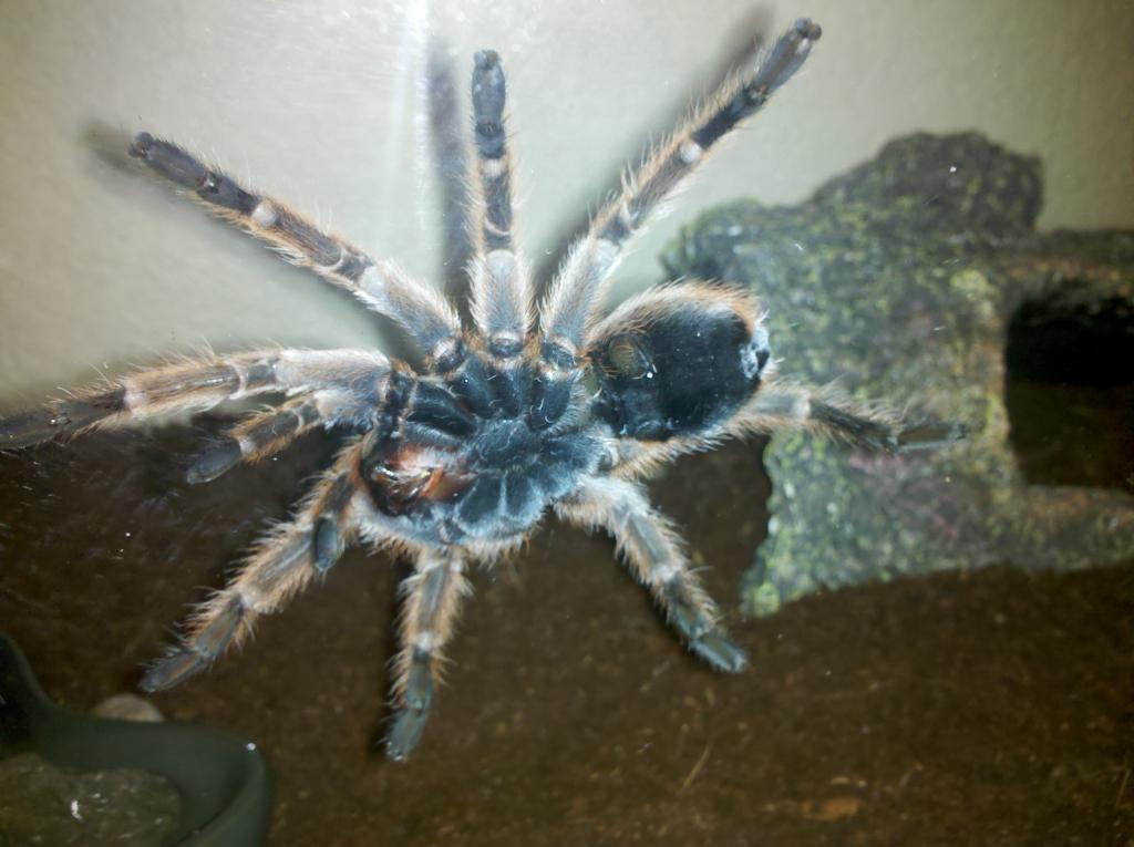 G.rosea Female?