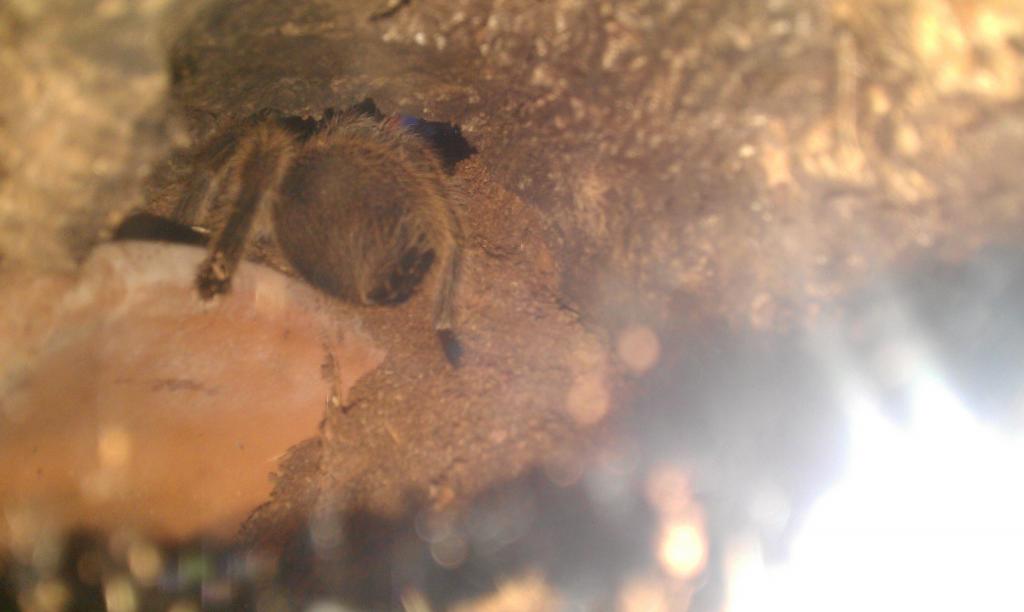 G. rosea in her hide