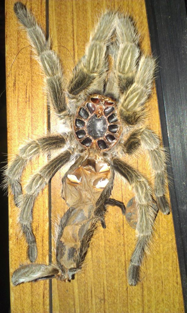 G. Rosea M or F?