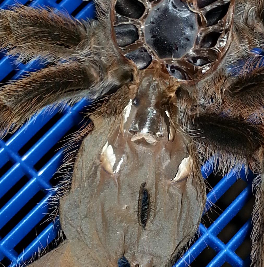 G. rosea M or F?