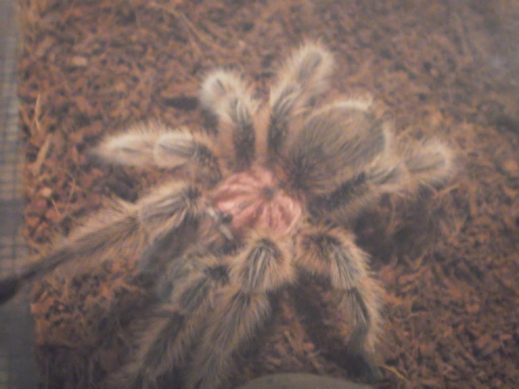 g. rosea male 05.20 2