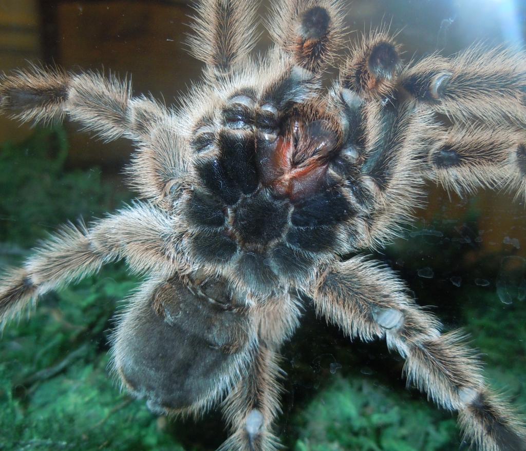 G. rosea male/female?