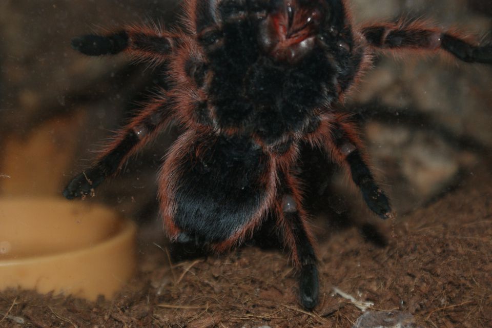 G.Rosea Male or Female?