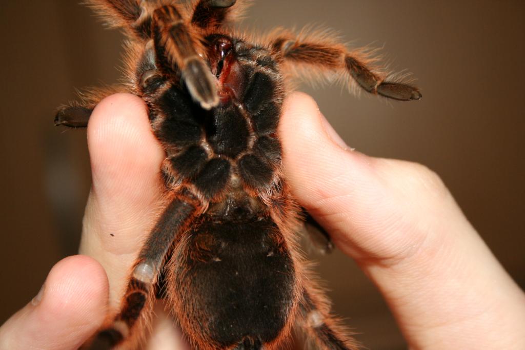 G.rosea,Male or Female?