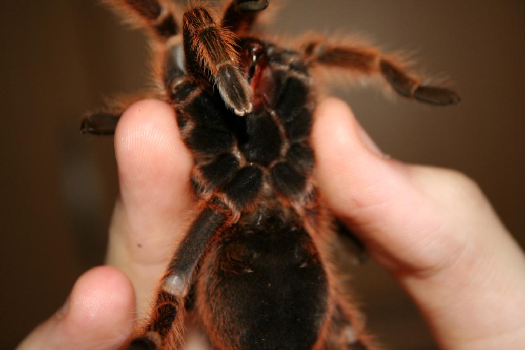 G.rosea,Male or Female?