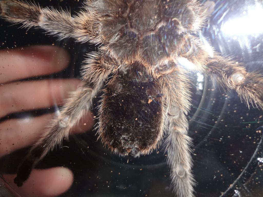 G. Rosea male or female?