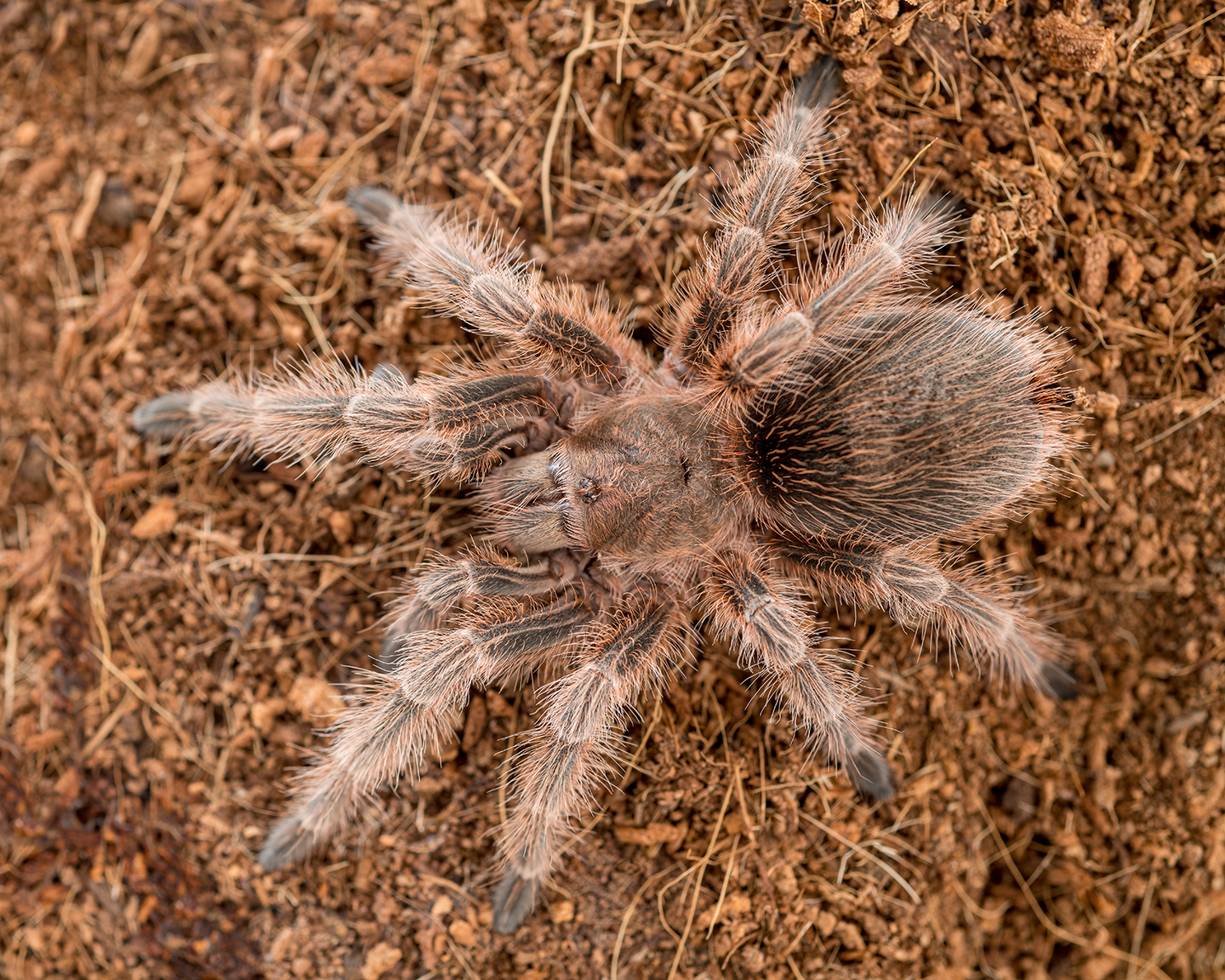 G. rosea male (Pepperoni)