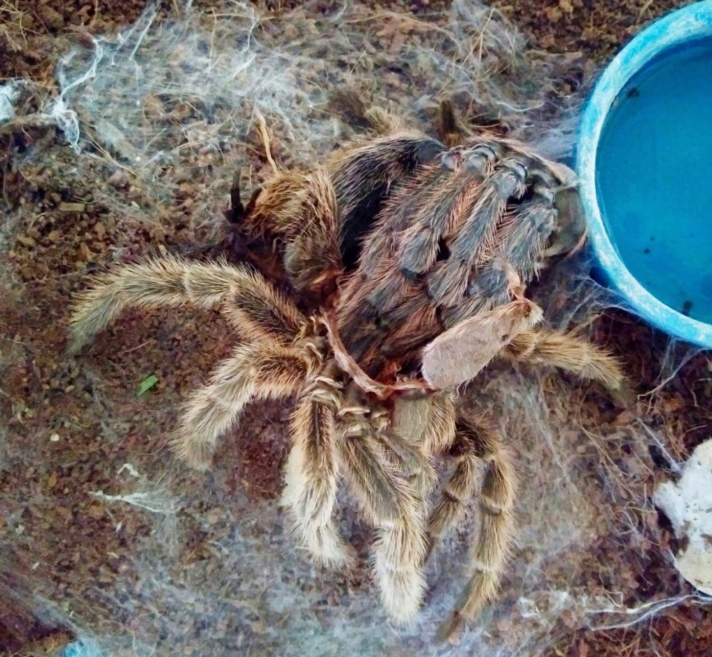 G. rosea Mid-Molt