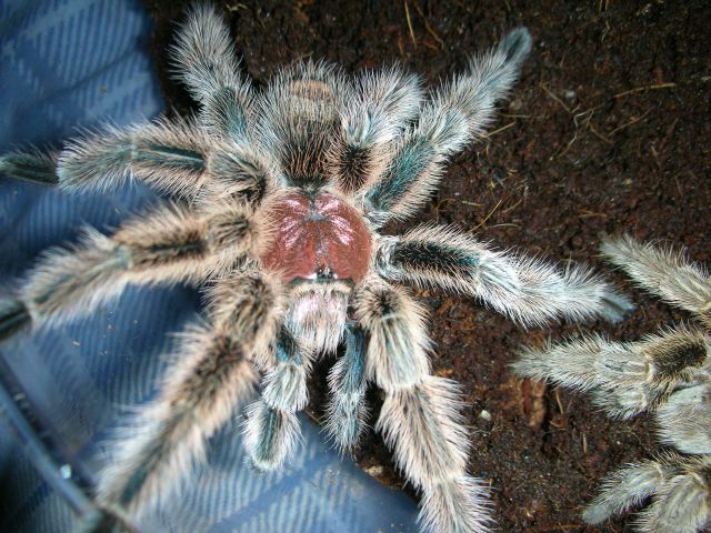 G.Rosea (MM)