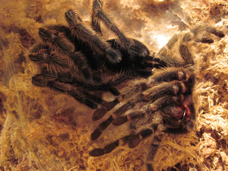 G. rosea molting