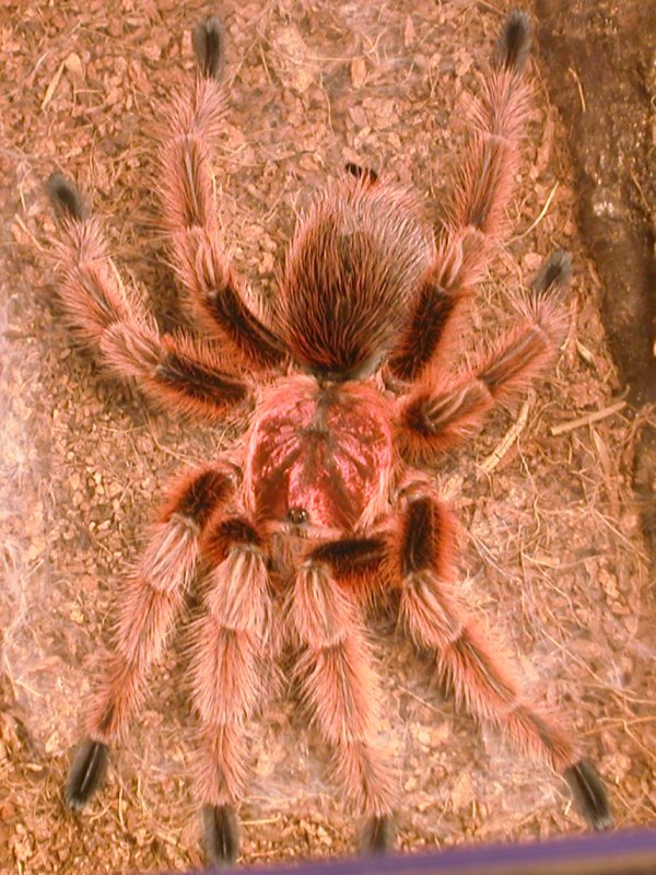 G. Rosea RCF Mature Male