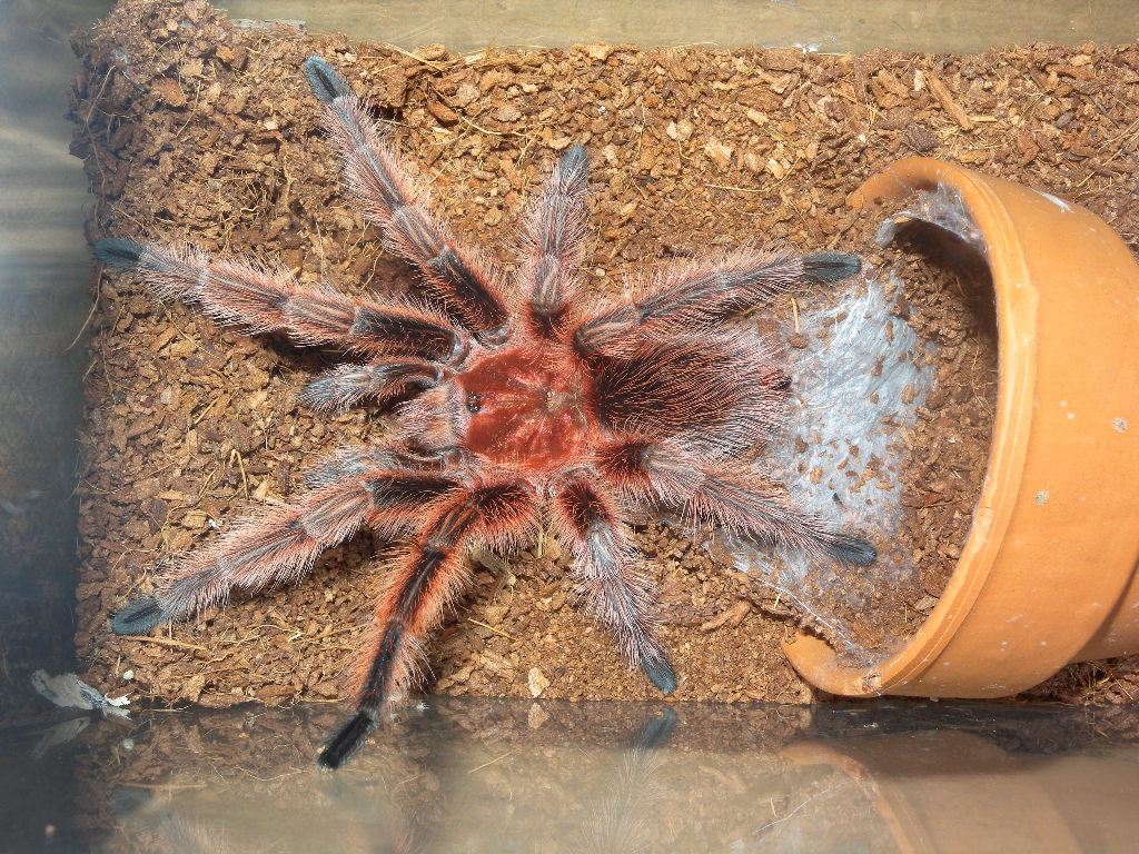 G.rosea RCF