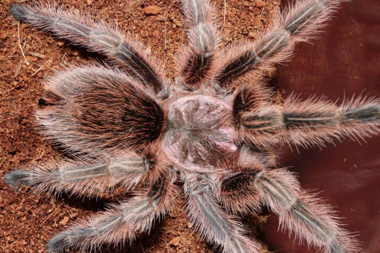 G. rosea RCF