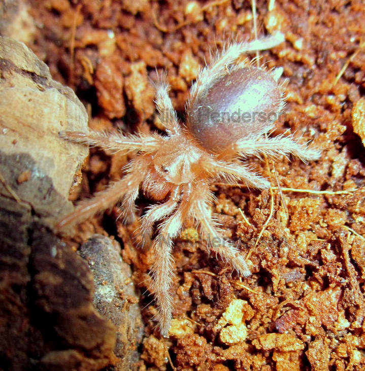 G Rosea red color morph