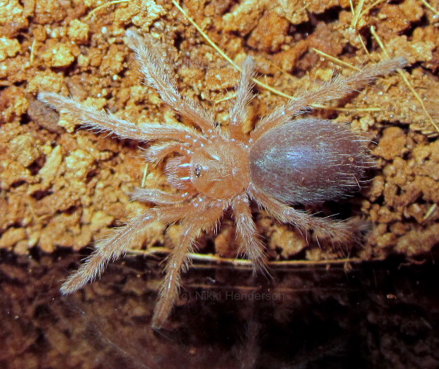 G. Rosea red color morph