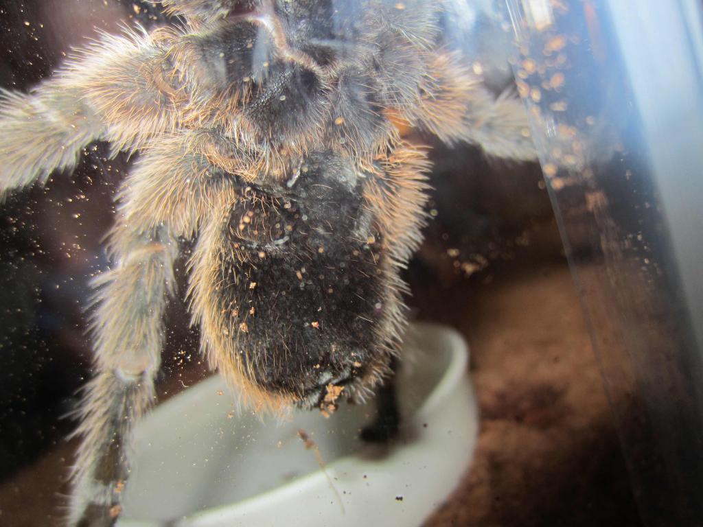 G. Rosea (same one from a few pics ago)
