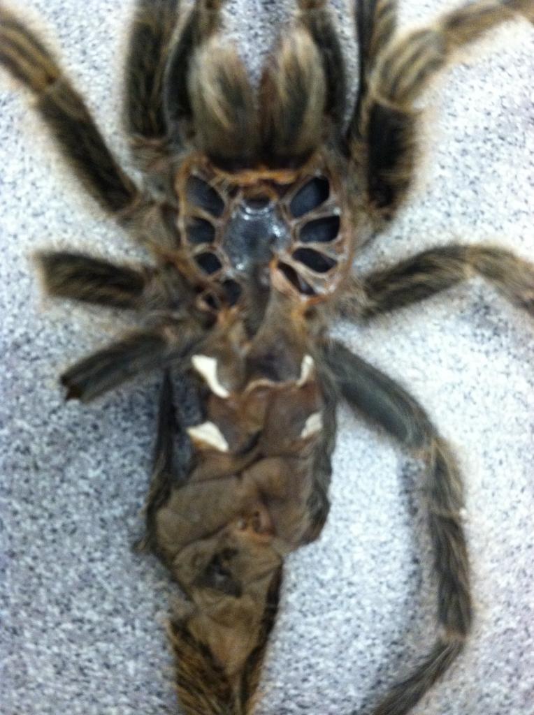 G. rosea sexing?