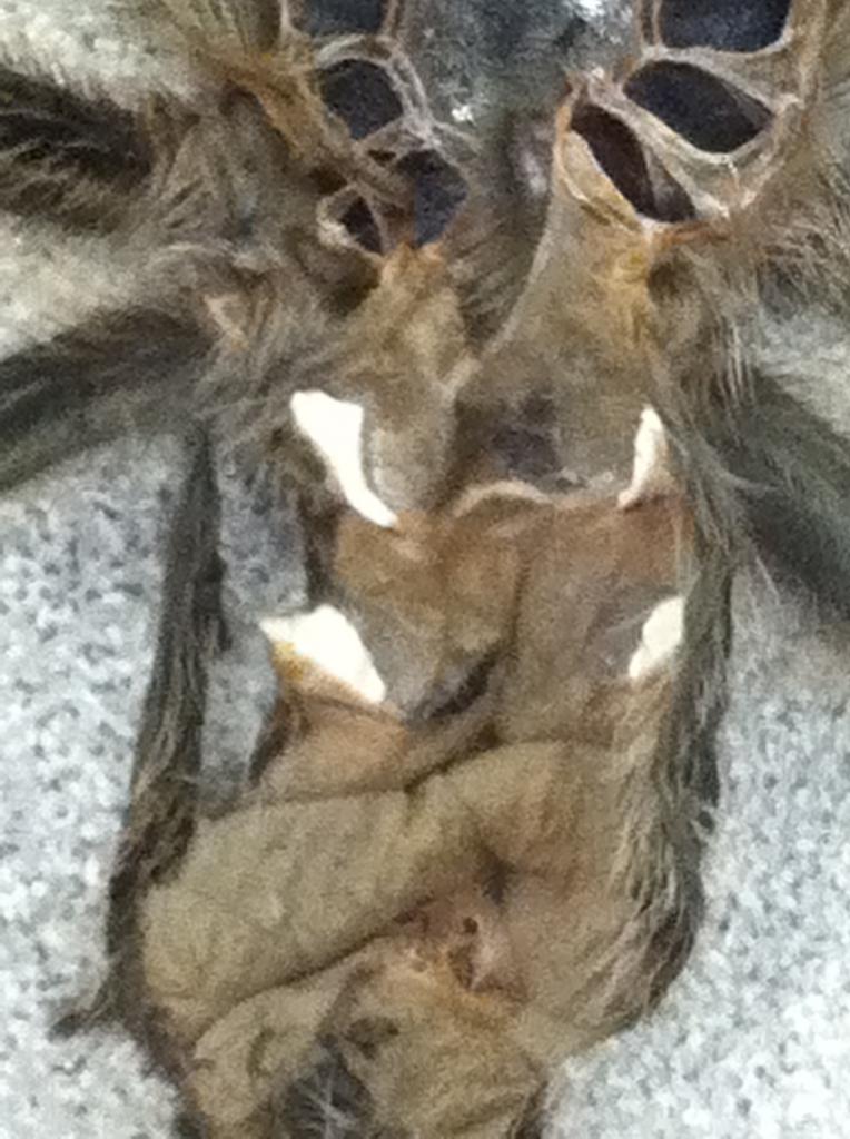 G. rosea sexing?