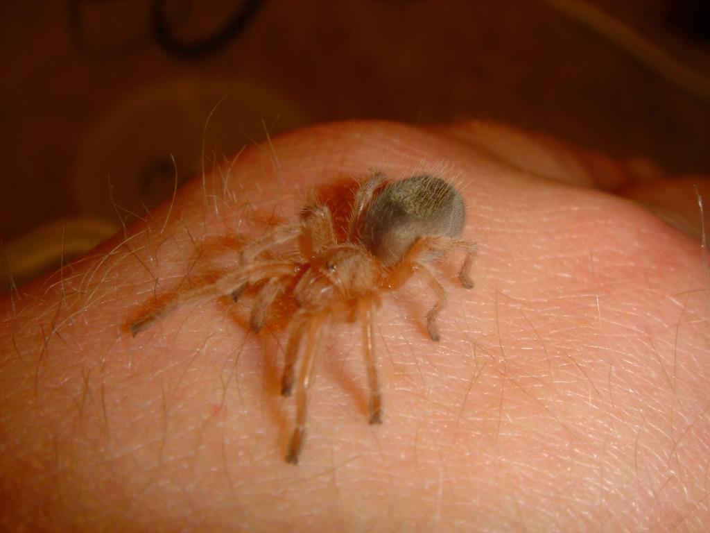 G. Rosea sling