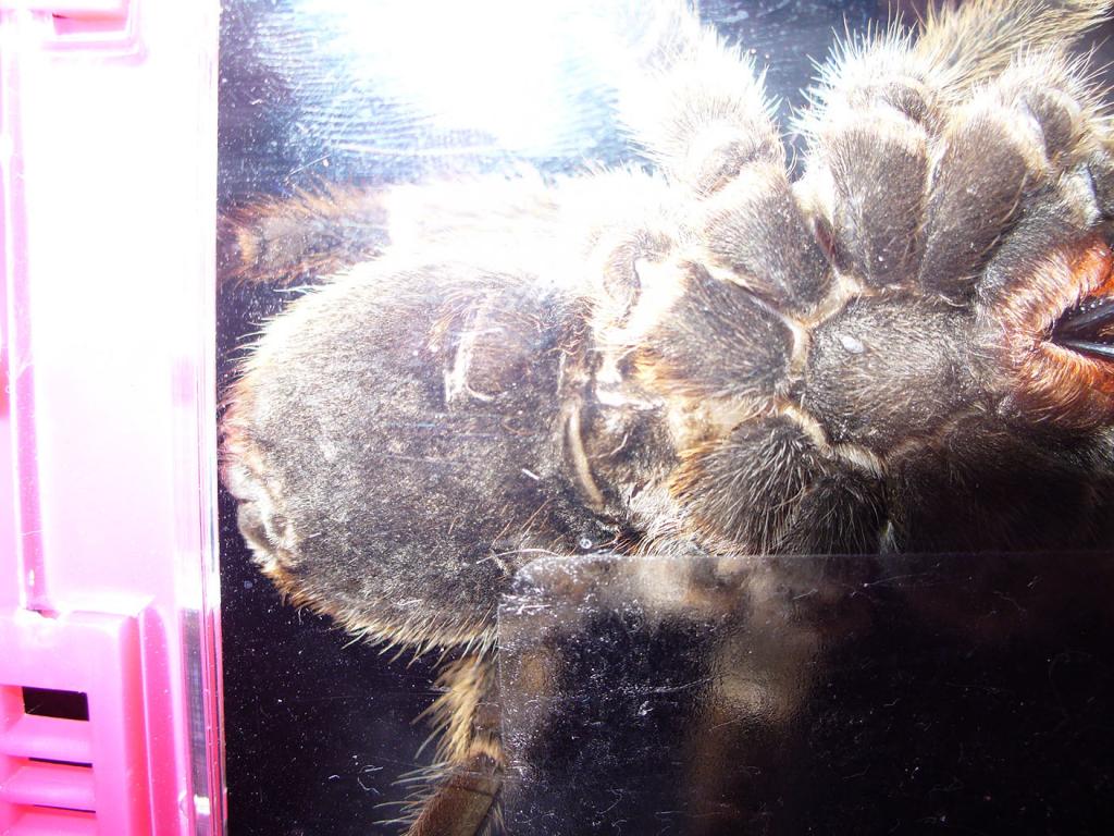 G. rosea underside