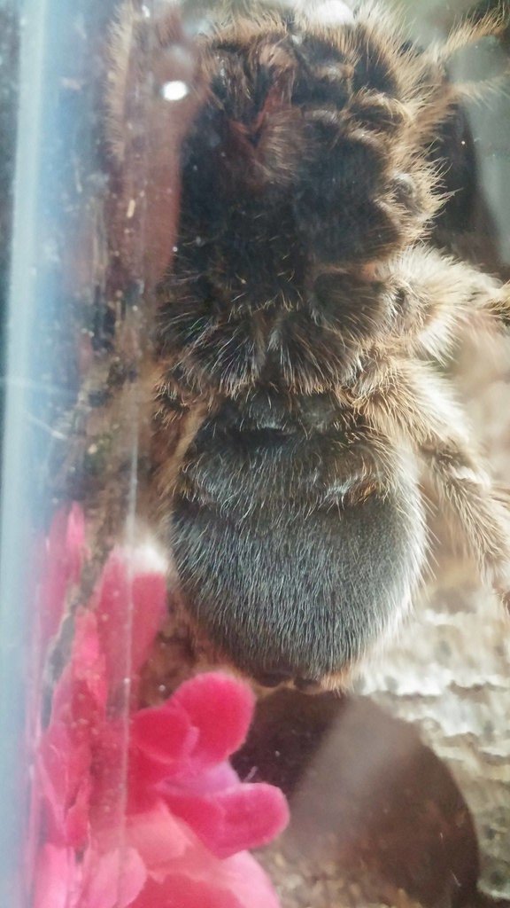 G. rosea ventral shot #2