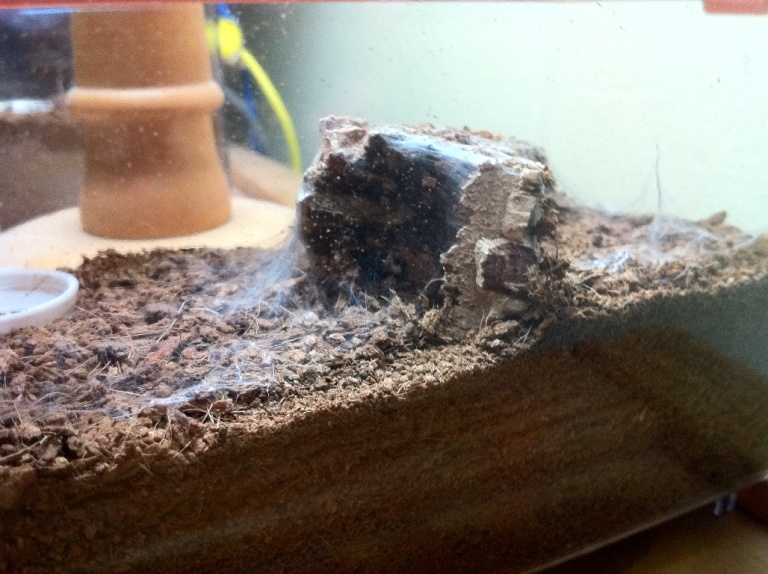 G. rosea webbing