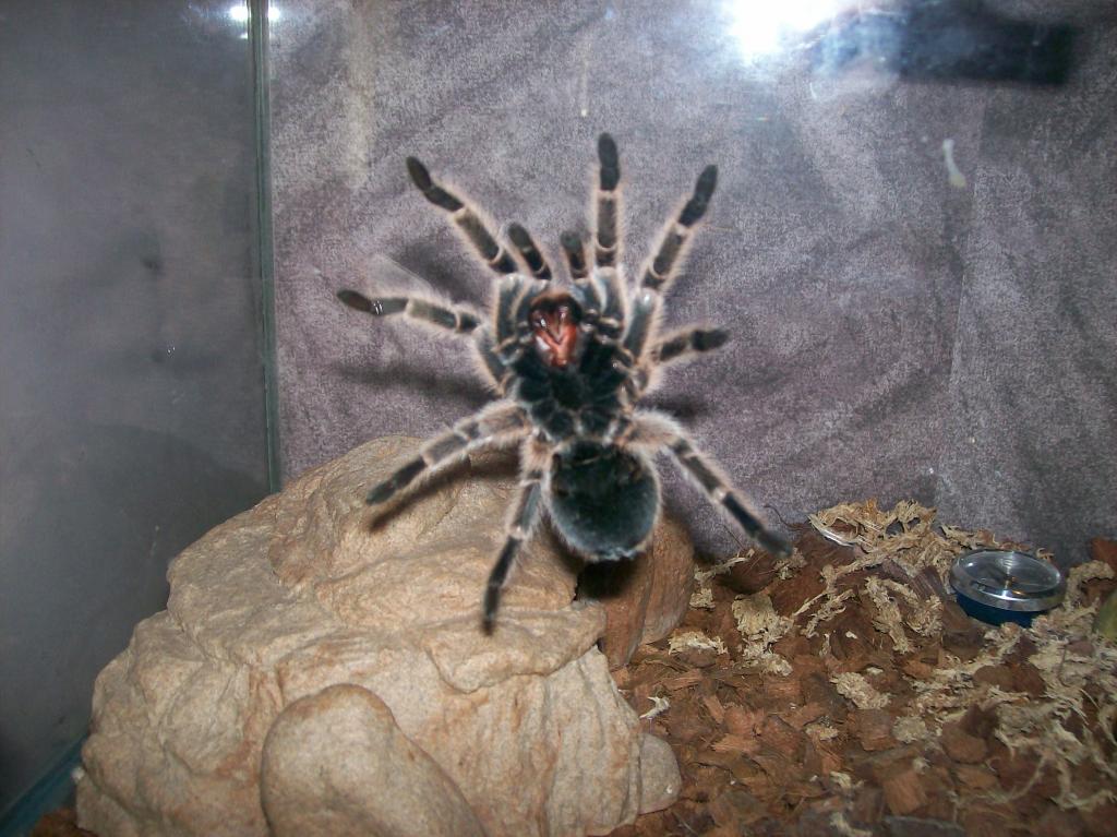 G.rosea