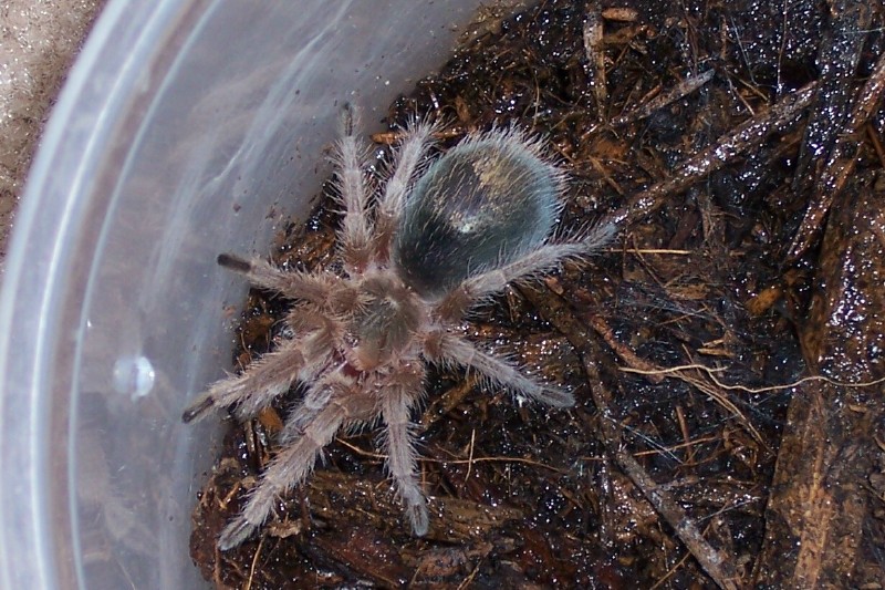 G. Rosea