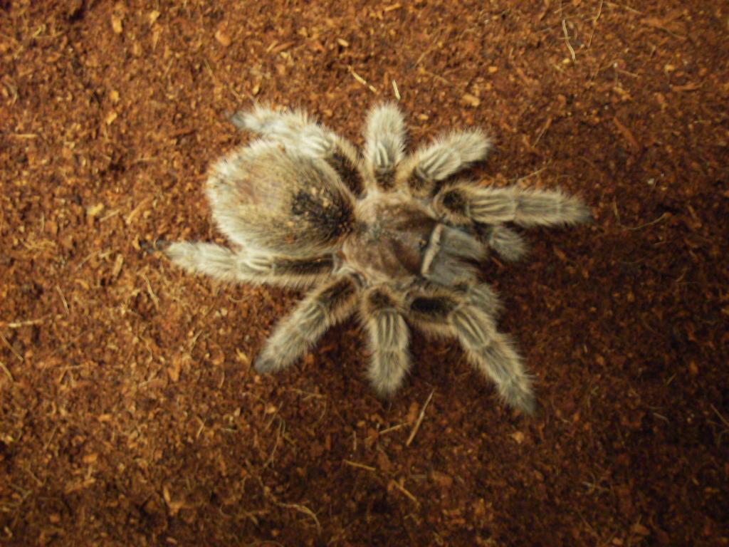 G. Rosea