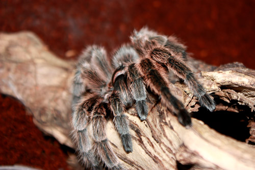 G. Rosea