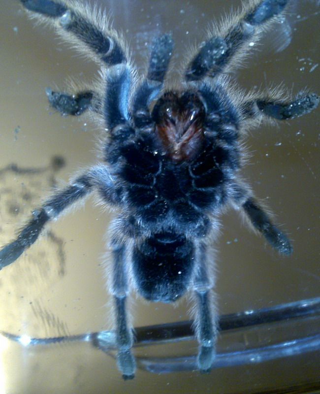 G.rosea