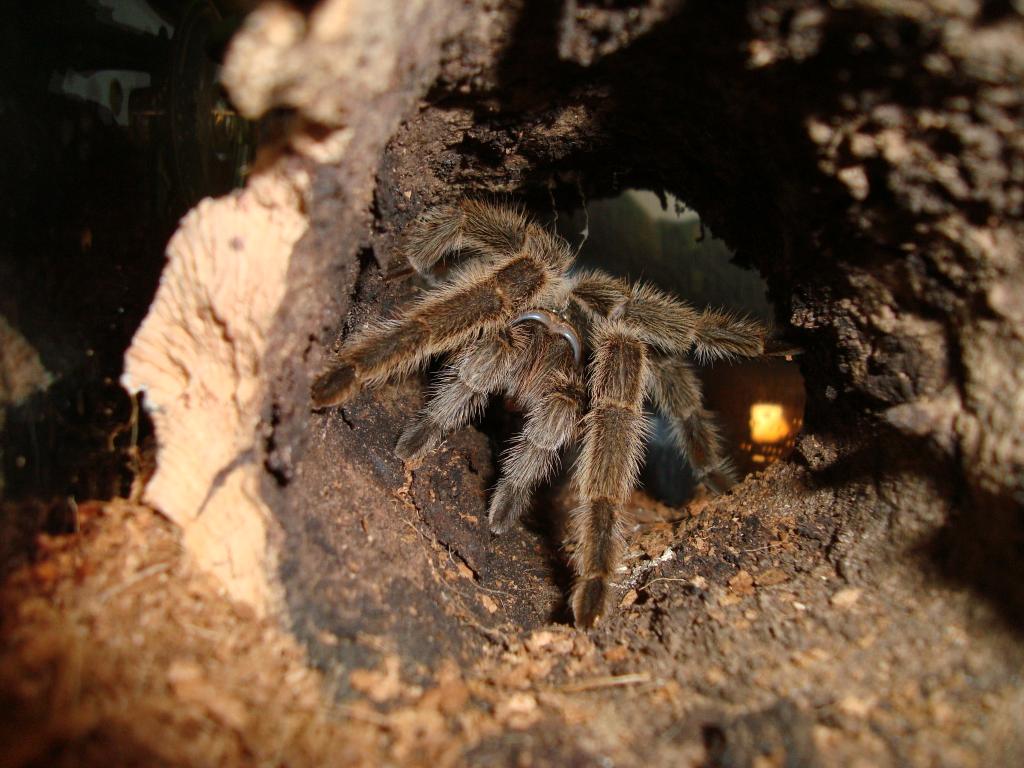 G. rosea