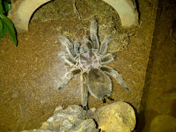 G.rosea