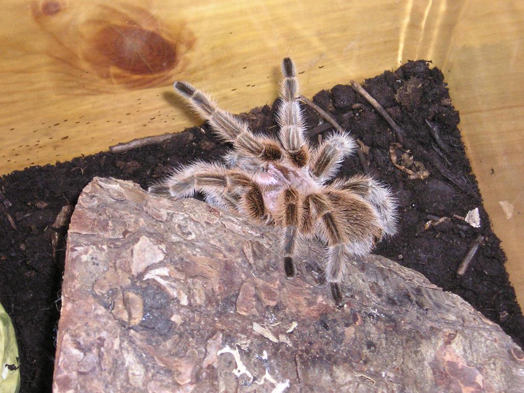 G. rosea