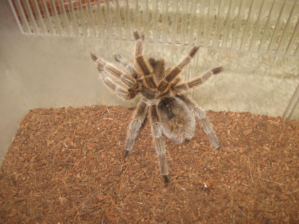 G. rosea