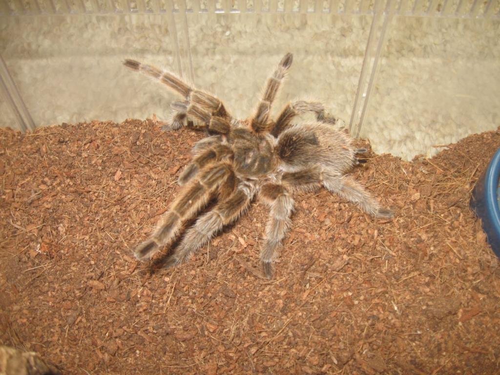 G. rosea