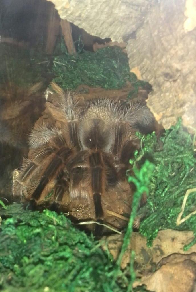 G rosea