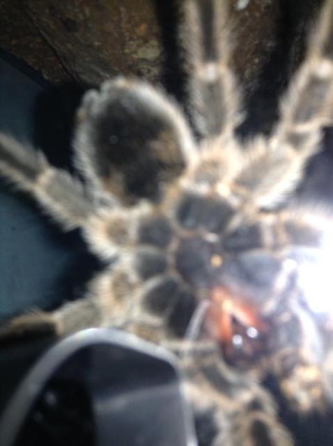 G. rosea