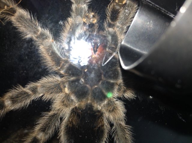 G. rosea