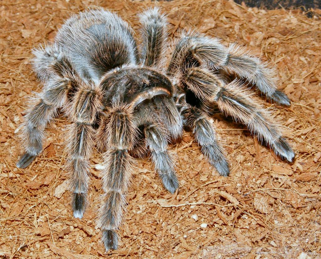 G. rosea