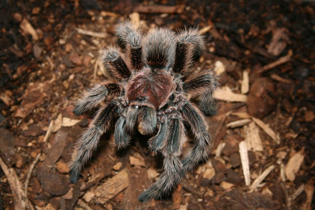 G. rosea