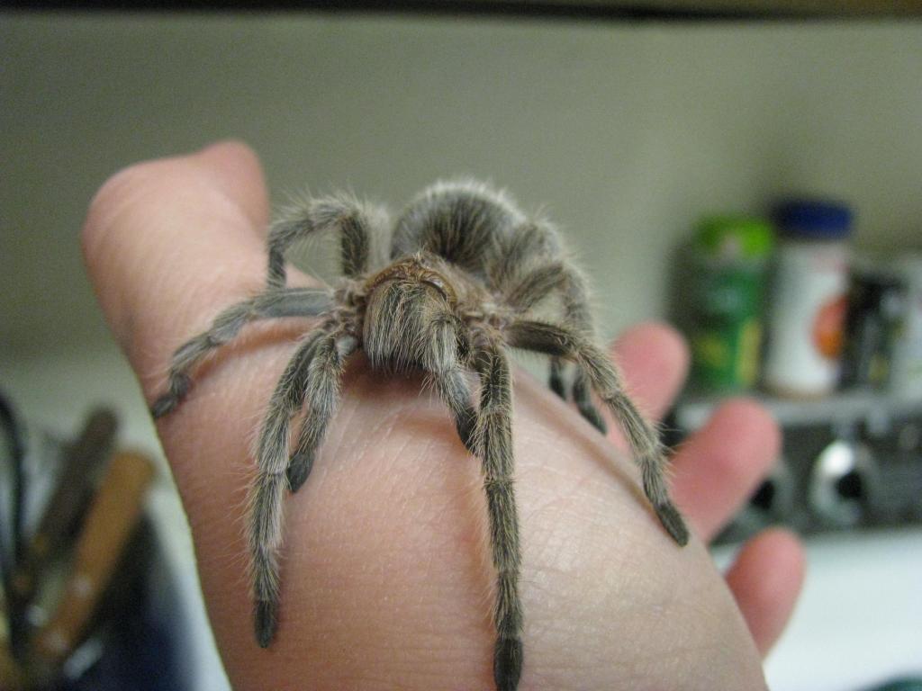 G. rosea
