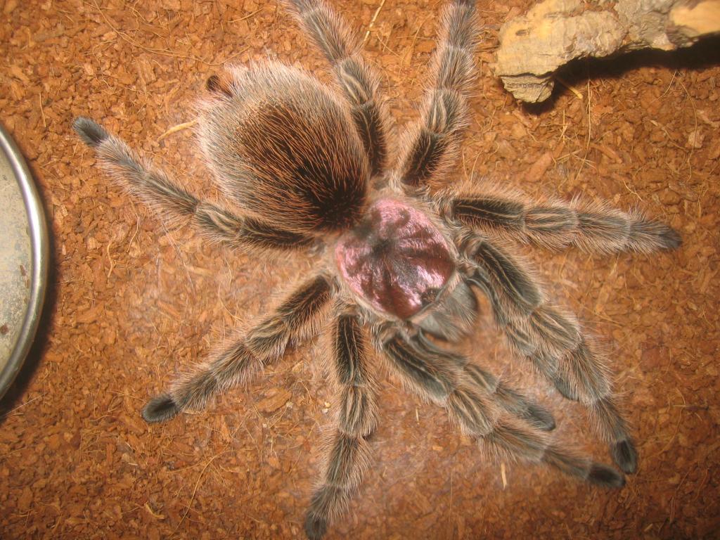 G rosea