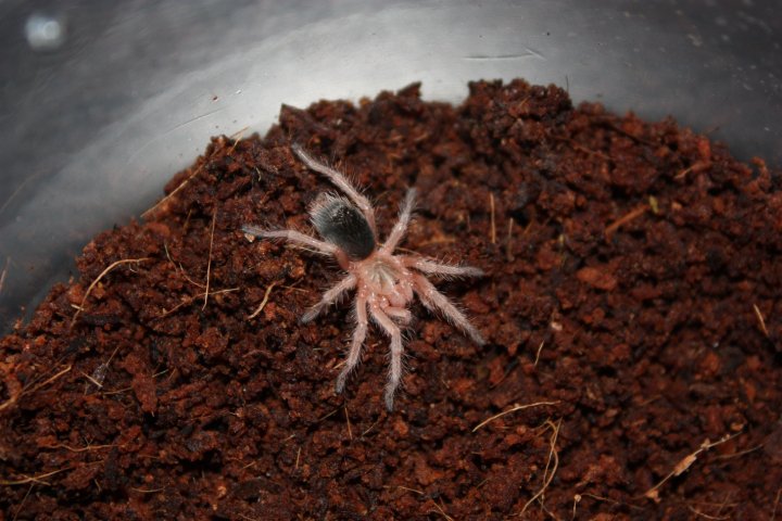 G.rosea5